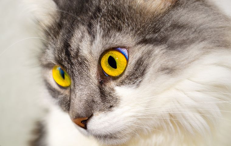可爱猫咪界面