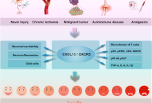 解码疼痛调控新机制：CXCL13/CXCR5 信号通路引领精准镇痛新方向-171主机测评