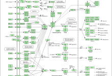 使用pathview在线渲染KEGG Pathway Map,给感兴趣的基因、化合物添加颜色-171主机测评
