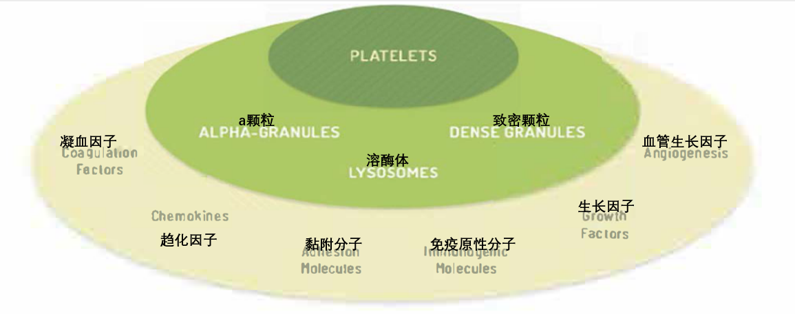 图2 血小板裂解液hPL组成成分