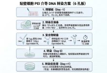 PEI瞬时转染怎么稳定放大？从293T小试到Expi293F/CHO-S摇瓶表达-171主机测评