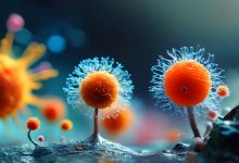 重组人IFN-γ蛋白科研应用、核心功能与实验适配场景解析-171主机测评