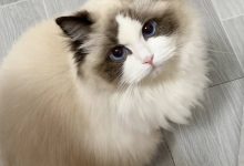 Python 基础语法(二):条件语句与循环语句-171主机测评