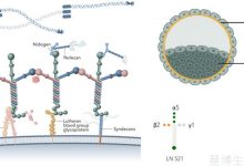 iPSC培养基质怎么选?Matrigel、VTN、laminin-E8与Biolaminin 521对比-171主机测评