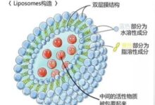 从技术系统视角看脂质体维生素B族:原料、结构与工艺如何串联?-171主机测评
