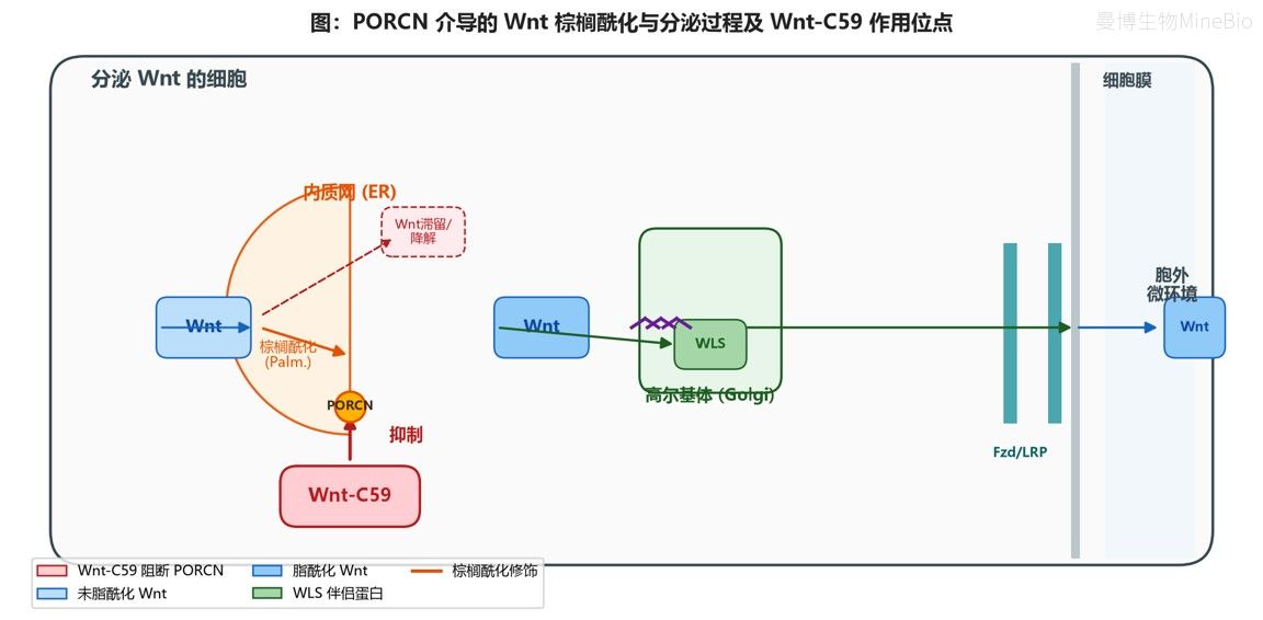 PORCN介导Wnt脂酰化和分泌