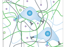 Matrigel、玻连蛋白、Laminin E8和全长Laminin有什么区别?iPSC分化基质选型解析-171主机测评