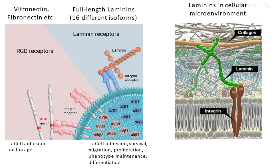 RGD与全长Laminin信号差异